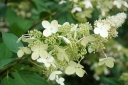 rośliny ozdobne -  Hortensja wiechowata GREENSPIRE Hydrangea paniculata