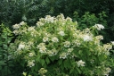 rośliny ozdobne - Hortensja wiechowata PRAECOX Hydrangea paniculata
