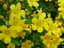 sadzonki -  Jaśmin żółty REVOLUTUM Jaśmin włoski Jasminum humile /C2 *K8