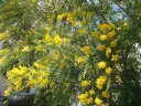 rośliny ogrodowe - Jaśmin żółty REVOLUTUM Jaśmin włoski Jasminum humile /C2 *T40