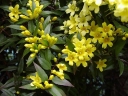 rośliny ozdobne - Jaśmin żółty REVOLUTUM Jaśmin włoski Jasminum humile /C2 *T40