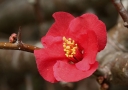 rośliny ozdobne -  Pigwowiec wspaniały Rubra (Chaenomeles x superba Rubra) P11