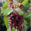 sklep ogrodniczy - Leicesteria PURPLE RAIN Leycesteria formosa C3/30cm *9