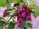 rośliny ozdobne - Leicesteria PURPLE RAIN Leycesteria formosa C3/30cm *9