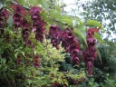 rośliny ogrodowe - Leicesteria PURPLE RAIN Leycesteria formosa C3/30cm *9