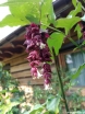 rośliny ozdobne - Leicesteria PURPLE RAIN Leycesteria formosa C3/30cm *9