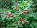 rośliny ozdobne - Suchodrzew tatarski HACK'S RED Lonicera tatarica C2/40-60cm