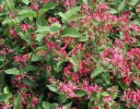 sadzonki - Suchodrzew tatarski HACK'S RED Lonicera tatarica C2/40-60cm