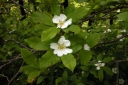 rośliny ogrodowe - Nieszpułka pospolita NOTTINGHAM Mespilus germanica C3/80-100cm