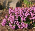 rośliny ozdobne - Phylliopsis hillierii COPPELIA