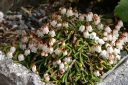 sadzonki -  Kasiopeja widłakowata BEATRICE LILLEY Cassiope lycopodioides P9