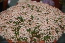 rośliny ogrodowe - Kasiopeja widłakowata BEATRICE LILLEY Cassiope lycopodioides P9