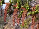 sadzonki - Coriaria nepalensis