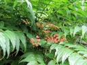 rośliny ogrodowe - Coriaria nepalensis