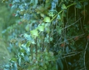 sklep ogrodniczy - Coriaria nepalensis