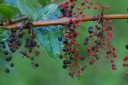 sadzonki - Coriaria nepalensis