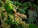 rośliny ozdobne - Coriaria nepalensis