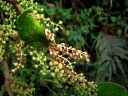 rośliny ogrodowe - Coriaria nepalensis