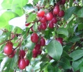 rośliny ozdobne -  Oliwnik wielokwiatowy Jagoda Gumi Elaeagnus multiflora C2/40-60cm *K6