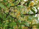 sklep ogrodniczy - Oliwnik wielokwiatowy Jagoda Gumi Elaeagnus multiflora C2/40-60cm *K17