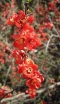 rośliny ozdobne - Pigwowiec wspaniały Rubra (Chaenomeles x superba Rubra) P11