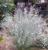 rośliny ogrodowe - Gompostigma rózgowata Gomphostigma virgatum P11/10cm *T45