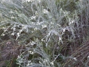 rośliny ozdobne - Gompostigma rózgowata Gomphostigma virgatum P11/10cm *T45
