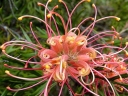 rośliny ozdobne -  Grevillea alpina CANBERRA GEM P9/10cm