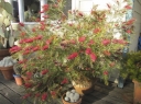 sadzonki - Grevillea alpina CANBERRA GEM P9/10cm