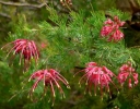 rośliny ogrodowe - Grevillea alpina CANBERRA GEM P9/10cm