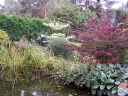 sadzonki - Kalina japońska PINK BEAUTY Viburnum plicatum C10/60-80cm