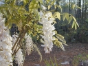 rośliny ogrodowe -  Wisteria macrostachya CLARA MACK W. Kentucky Glicynia amerykańska