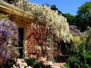 sadzonki - Wisteria macrostachya CLARA MACK W. Kentucky Glicynia amerykańska