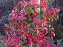 sklep ogrodniczy -  Winorośl kalifornijska Roger's Red Vitis californica C2/80cm