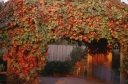 rośliny ogrodowe - Winorośl kalifornijska Roger's Red Vitis californica C2/80cm