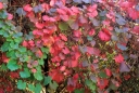 sadzonki - Winorośl kalifornijska Roger's Red Vitis californica C2/80cm