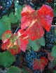 sklep ogrodniczy - Winorośl kalifornijska Roger's Red Vitis californica C2/80cm