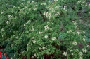 sadzonki - Kalina śliwolistna Mrs Henry's Large Viburnum prunifolium C2/20-30cm *11