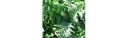 rośliny ogrodowe - Karczoch Hiszpański - Kard - nasiona 1g -  Cynara cardunculus