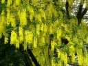 rośliny ozdobne -  Złotokap alpejski AUREUM Laburnum alpinum C7,5/1,6m