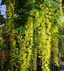 sadzonki - Złotokap alpejski AUREUM Laburnum alpinum C7,5/1,6m