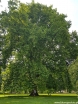 rośliny ogrodowe - Platan klonolistny (Platanus acerifolia syn. Platanus x hispanica) C3/60-80cm