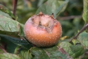 rośliny ogrodowe - Nieszpułka pospolita WESTERVELD Mespilus germanica C3