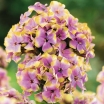 rośliny ogrodowe -  Płomyk wiechowaty SHERBET COCTAIL Floks Phlox paniculata