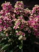 rośliny ozdobne -  Płomyk wiechowaty AUREOLE Floks Phlox paniculata