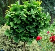 rośliny ogrodowe -  Miłorząb karłowy MARIKEN Ginkgo biloba M. japoński C3/30cm