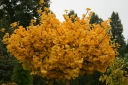 rośliny ozdobne - Miłorząb karłowy MARIKEN Ginkgo biloba M. japoński C3/30cm
