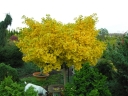 sklep ogrodniczy - Miłorząb karłowy MARIKEN Ginkgo biloba M. japoński C3/30cm