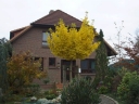 sklep ogrodniczy - Miłorząb karłowy MARIKEN Ginkgo biloba M. japoński C3/30cm