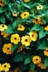 rośliny ozdobne - Thunbergia mieszanka - nasiona 0,5 g - Thunbergia Alata